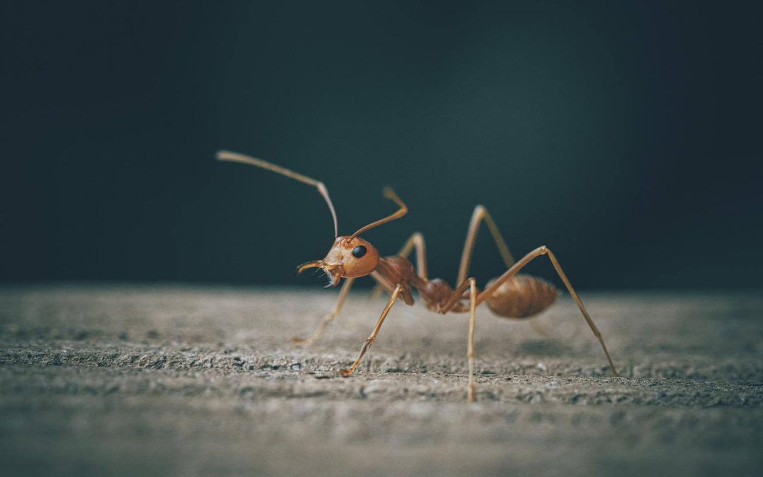 7 Reliable Ways to Get Rid of Ants at Home