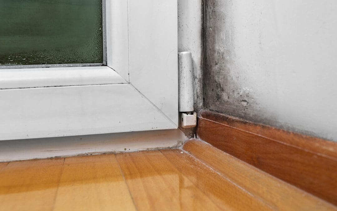 mold in your home