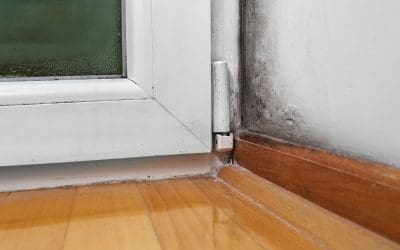 The Dangers of Mold in Your Home: