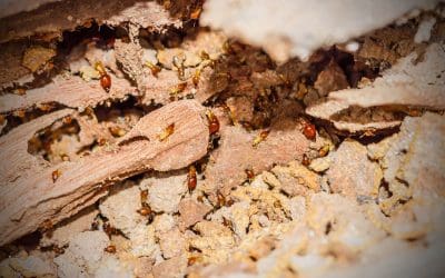 Everything You Need for Termite Prevention at Home